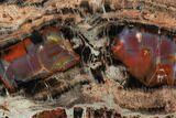 Red/Black Petrified Wood (Araucarioxylon) Slab - Arizona #104591-2